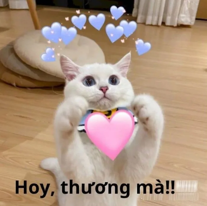 Xem ngay các mẫu meme an ủi ấn tượng, thú vị để bạn tha hồ tương tác, nhắn  tin cùng bạn bè
