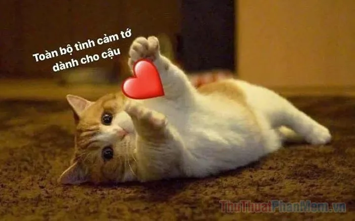 Tổng hợp meme an ủi cute, hài hước, đáng yêu