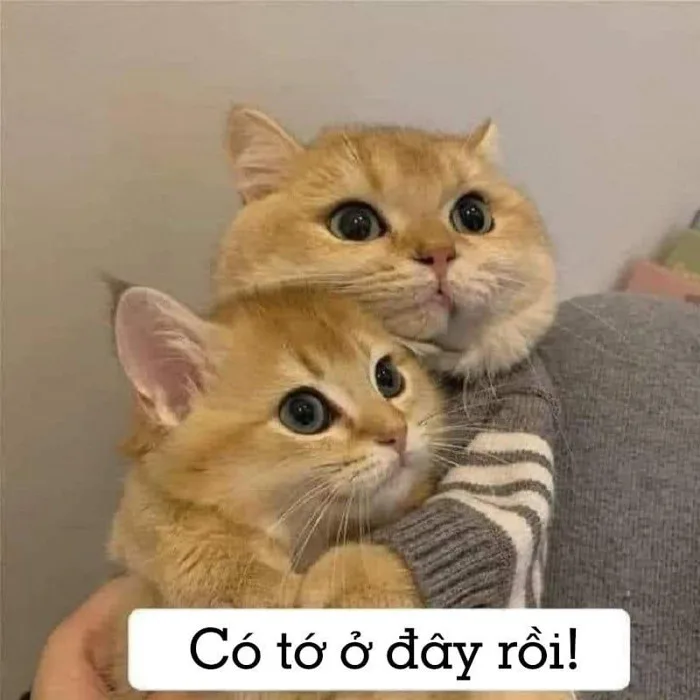 Cười ngất với những ảnh meme an ủi hay nhất