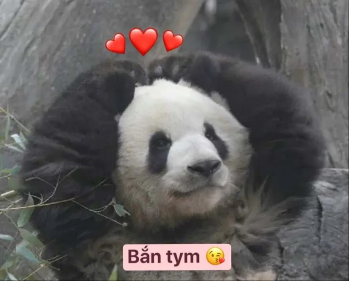 Ý nghĩa của meme bắn tim là gì? Cập nhật bộ meme thể hiện tình cảm siêu  đáng yêu và thu hút nhất