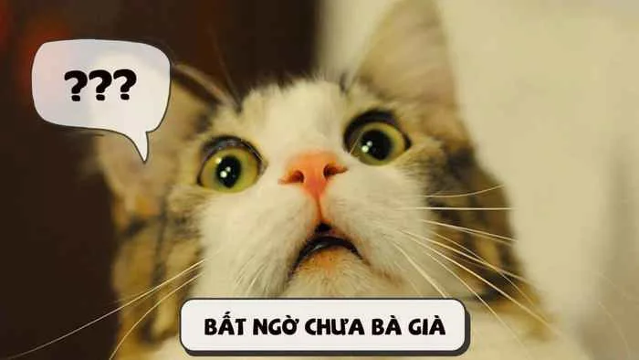 Meme Bất Ngờ Chưa Siêu Hài [90+ Ảnh Meme Bất Ngờ Lắm Phải Không]