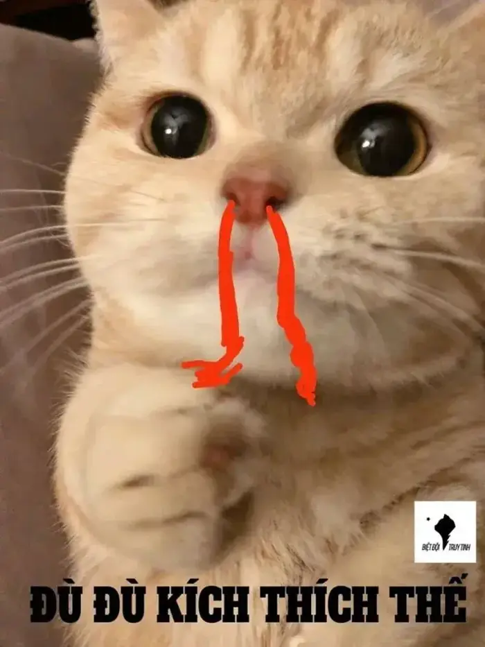 60+ Meme Mèo Bất Ngờ, Ngạc Nhiên từ ánh mắt trợn tròn tới dáng ngồi đơ cứng