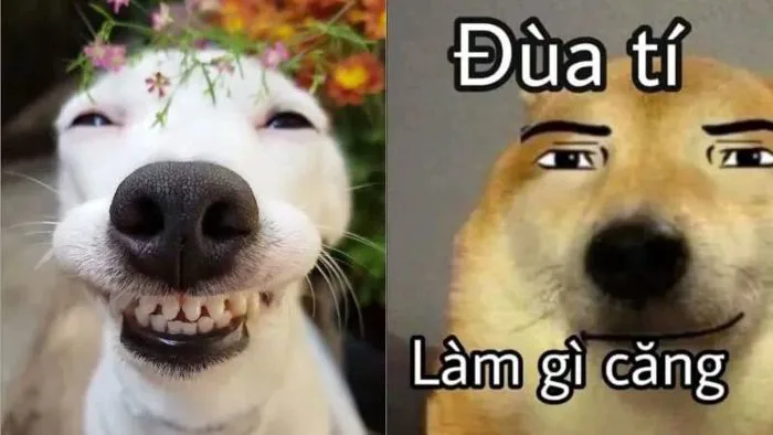 Tổng Hợp 500+ Meme Bất Ngờ Sử Dụng Phổ Biến Trong Tin Nhắn