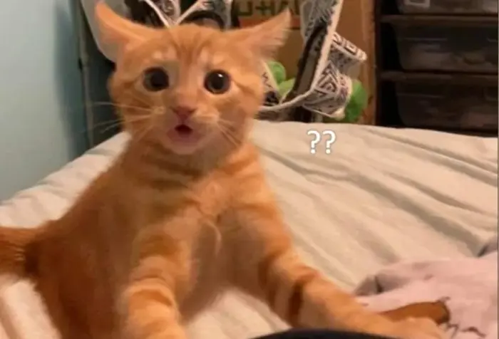 Meme bất ngờ là gì? Tổng hợp meme bất ngờ hài hước, ấn tượng và thú vị