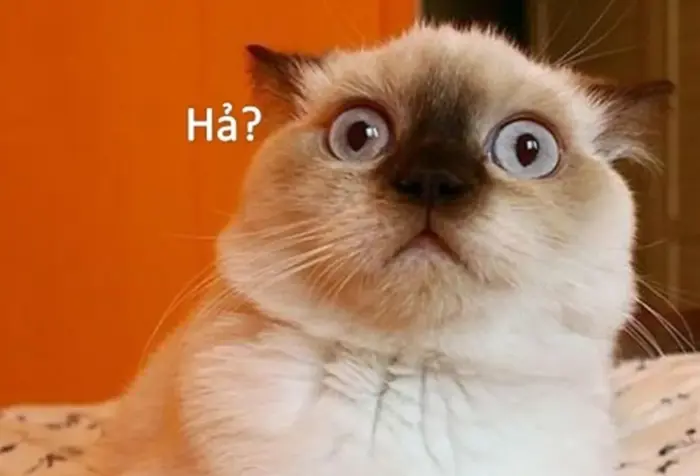 Meme bất ngờ là gì? Tổng hợp meme bất ngờ hài hước, ấn tượng và thú vị