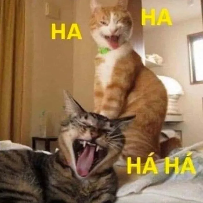 Lưu ngay 99 meme mèo bựa giúp bạn nói chuyện cực cuốn | Yody