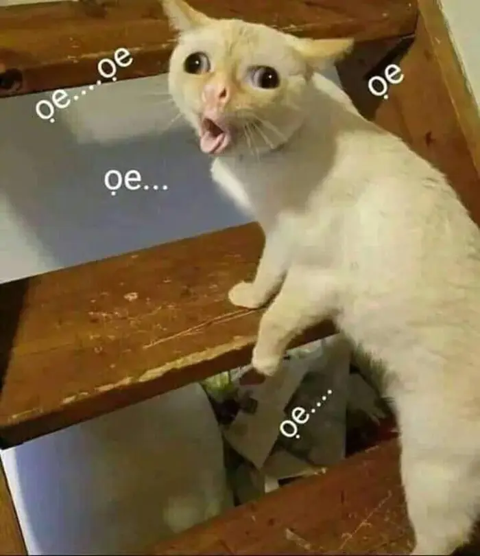 Khám phá những meme bựa cực bá đạo, xem một lần là mê