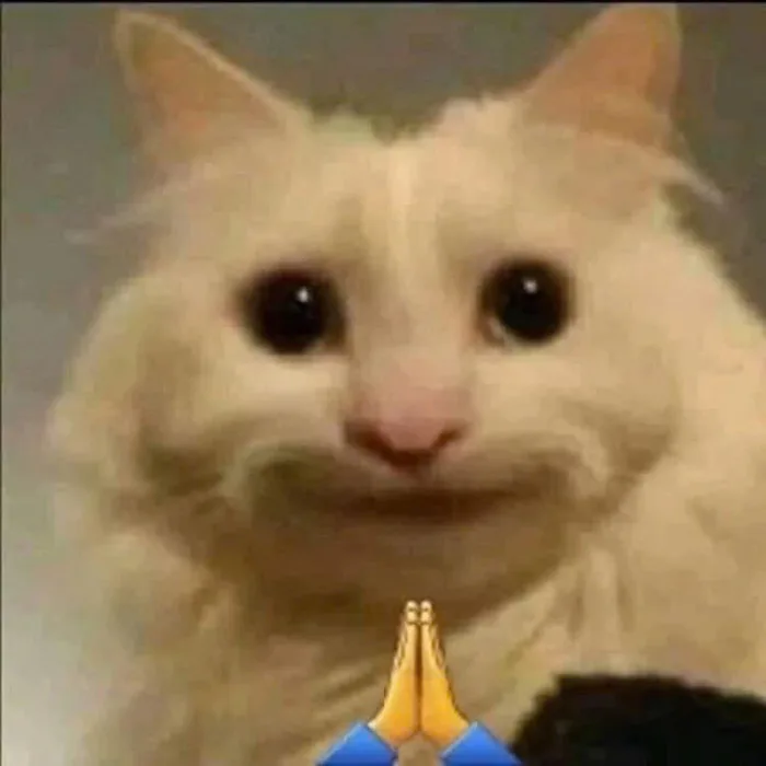 Meme mèo bựa: Tổng hợp bộ sưu tập meme mèo bựa siêu hài hước, cười ra nước  mắt