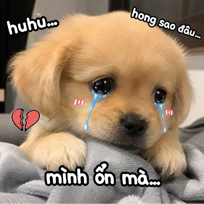 148+ Meme Chó Khóc, chó buồn cute u là trời nhìn là thương 148+ Meme Chó Khóc, chó buồn cute u là trời nhìn là thương
