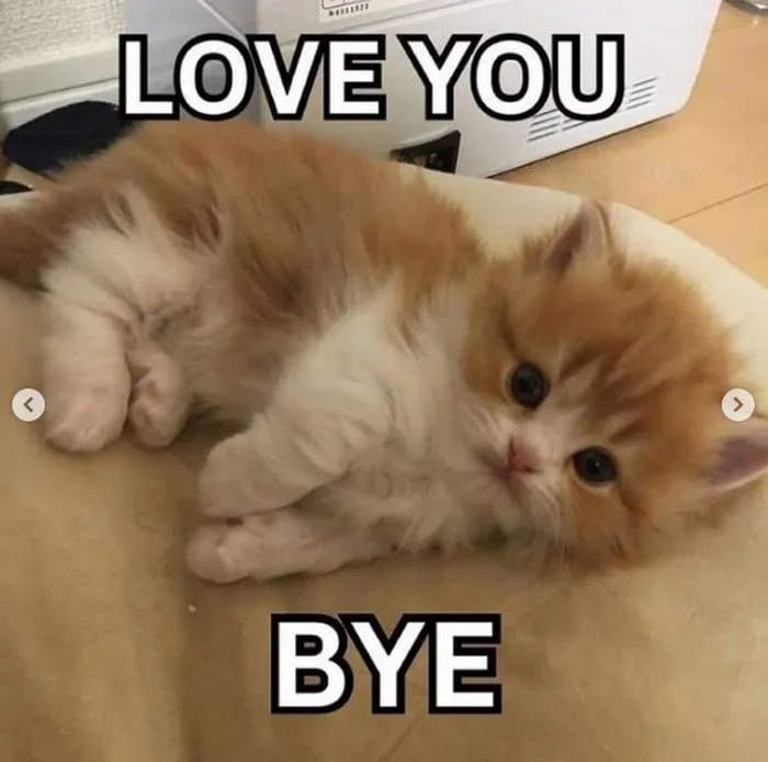 Meme Mèo Bye, Mèo Ho Meme Cute [Meme Mèo Chống Nạnh]