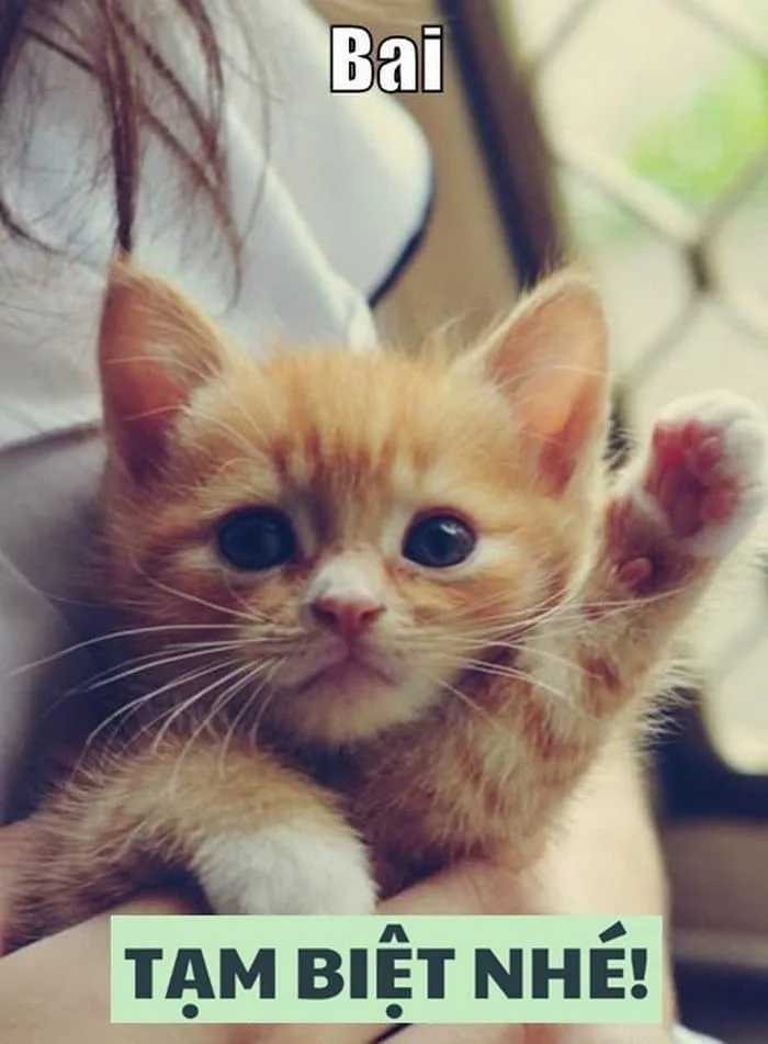 Meme Mèo Bye, Mèo Ho Meme Cute [Meme Mèo Chống Nạnh]