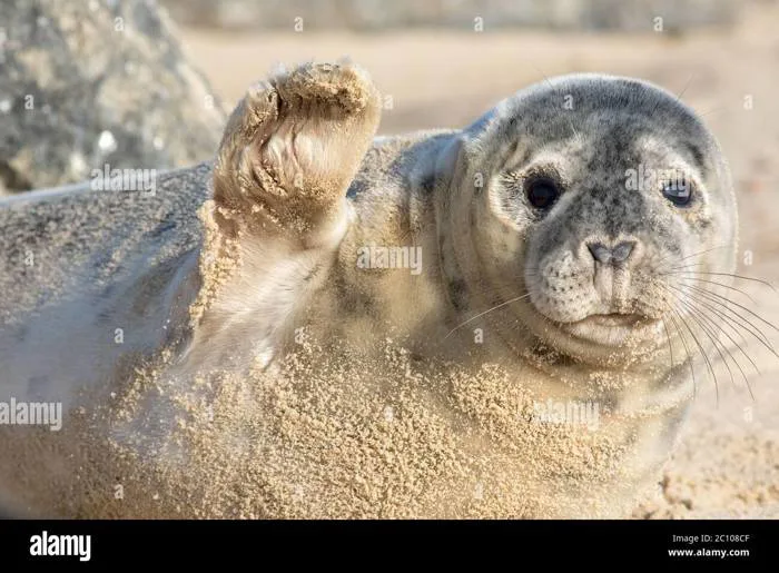 High five. Cute seal waving. Funny animal meme image. Saying hi or bye this  beautiful baby seal is from the Horsey wild seal colony Norfolk UK. Saying  Stock Photo - Alamy
