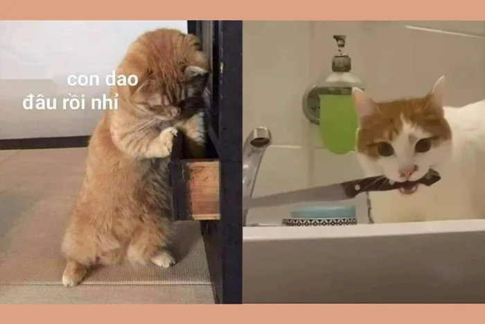 Cười bể bụng với bộ sưu tập hình ảnh meme mèo cầm dao lầy lội