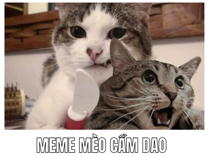 LƯU NGAY 50+ Meme Mèo Cầm Dao CỰC KỲ LẦY LỘI | Yody