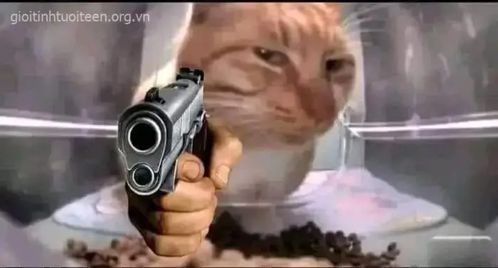 Tổng hợp 69+ Meme Mèo Cầm Súng “Báo Thủ”, Ảnh Chế Mèo Chiến Thần