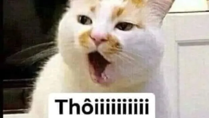 Meme chê: Tổng hợp +30 meme chê cực gắt
