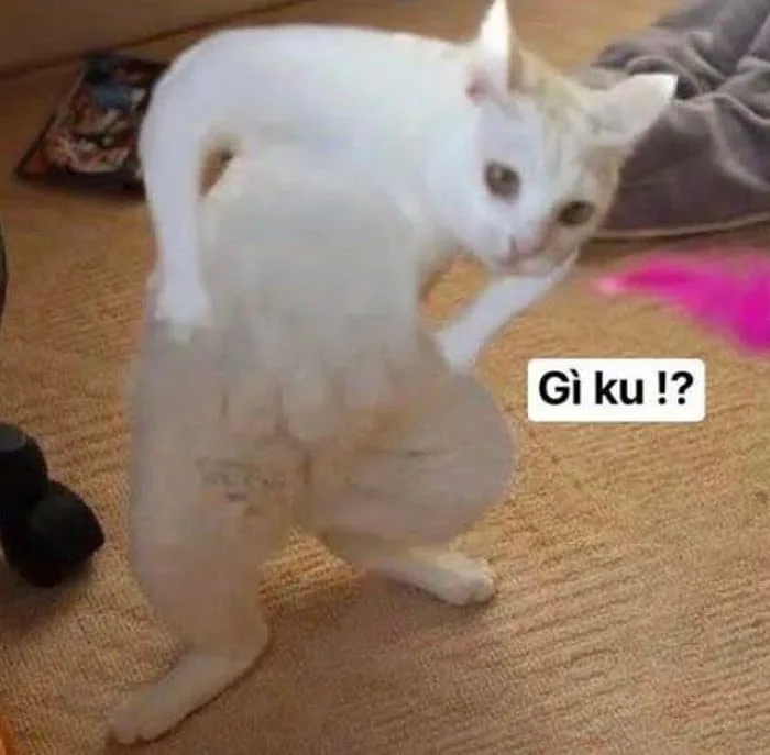 Meme Mèo Bye, Mèo Ho Meme Cute [Meme Mèo Chống Nạnh]