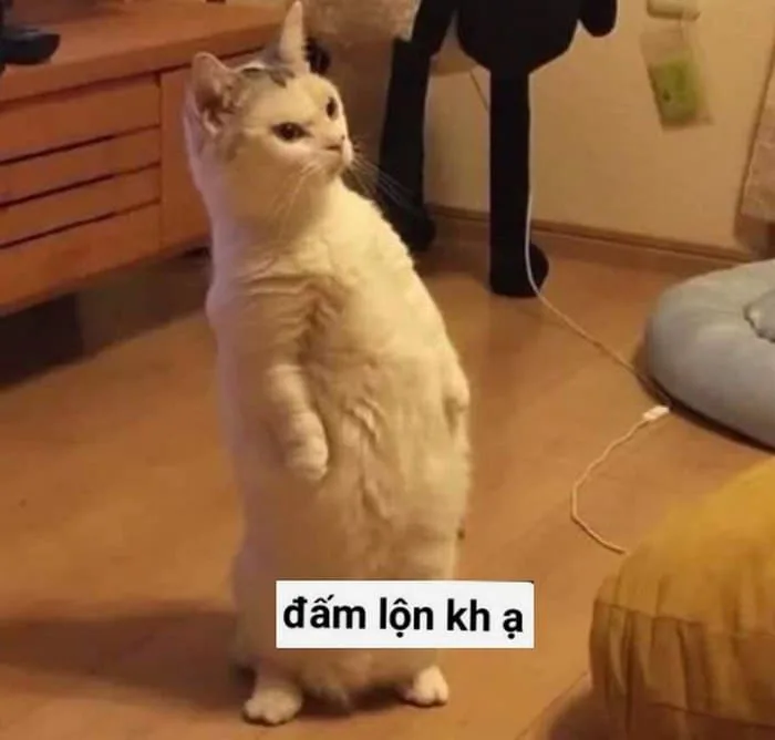 Meme Mèo Bye, Mèo Ho Meme Cute [Meme Mèo Chống Nạnh]