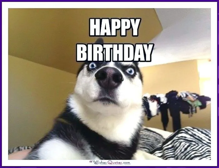 One Does Not Simply Happy Birthday Card with Husky Dog | Husky saying happy  birthday, Husky howling birthday meme, Happy birthday rap dog meme