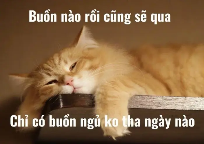 Bộ sưu tập ảnh meme chúc ngủ ngon đáng yêu và độc đáo Bộ sưu tập ảnh meme chúc ngủ ngon đáng yêu và độc đáo