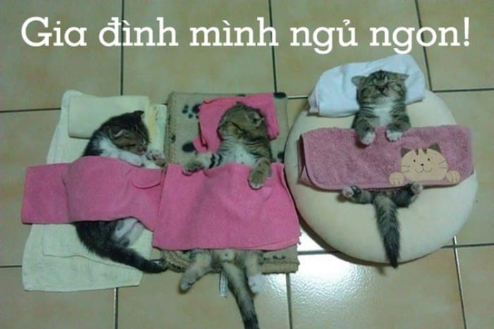 Meme chúc ngủ ngon là gì? Tìm hiểu ý nghĩa tin nhắn chúc ngủ ngon Meme chúc ngủ ngon là gì? Tìm hiểu ý nghĩa tin nhắn chúc ngủ ngon