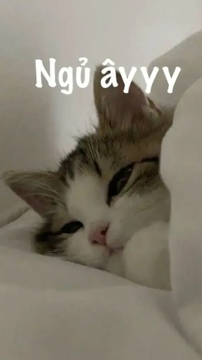 BST 80 Meme Chúc Ngủ Ngon vừa hài vừa cute đáng yêu để có giấc mơ đẹp BST 80 Meme Chúc Ngủ Ngon vừa hài vừa cute đáng yêu để có giấc mơ đẹp