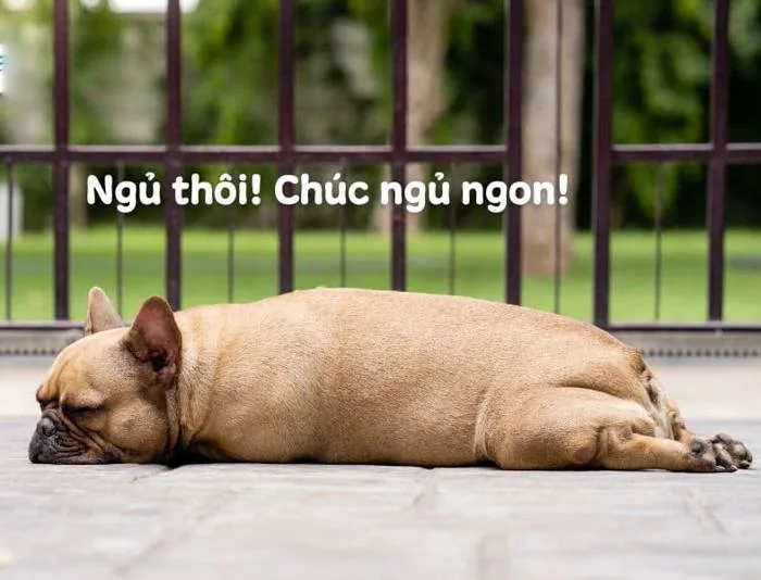 Meme Ngủ Ngon Cute, Dễ Thương, Hài Hước [Chế Bựa Nhất]