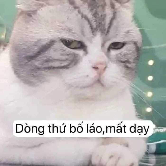 Khám phá bộ sưu tập ảnh meme chửi bá đạo đang gây bão mạng Khám phá bộ sưu tập ảnh meme chửi bá đạo đang gây bão mạng