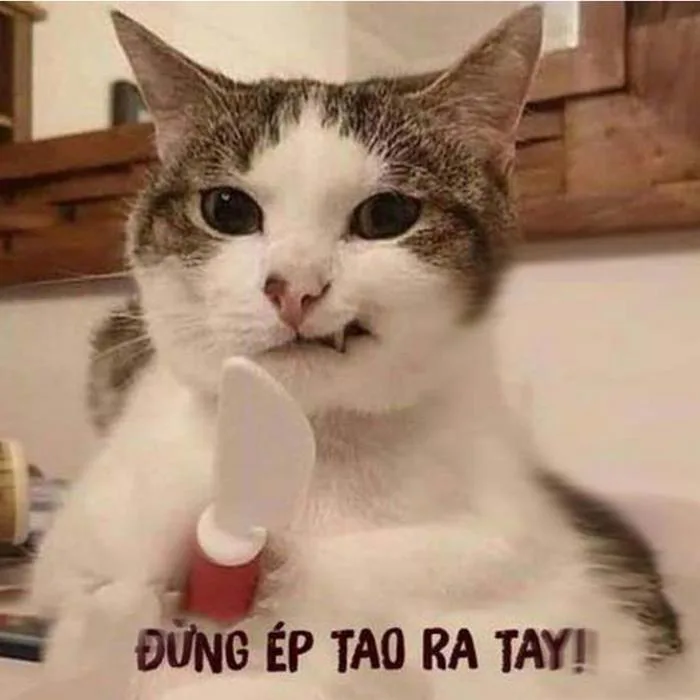 Bộ sưu tập meme chửi gây cười nhất mọi thời đại mà bạn không nên bỏ qua Bộ sưu tập meme chửi gây cười nhất mọi thời đại mà bạn không nên bỏ qua