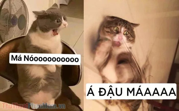 Bộ sưu tập meme chửi hài hước và đầy bất ngờ Bộ sưu tập meme chửi hài hước và đầy bất ngờ