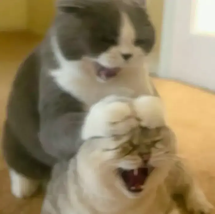 Bộ 60+ ảnh Meme Mèo Ôm ấm áp dành cho những khoảnh khắc muốn sẻ chia