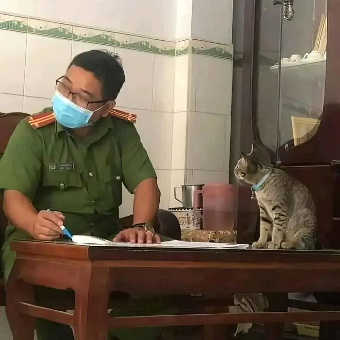 Meme mèo bị công an tra hỏi 