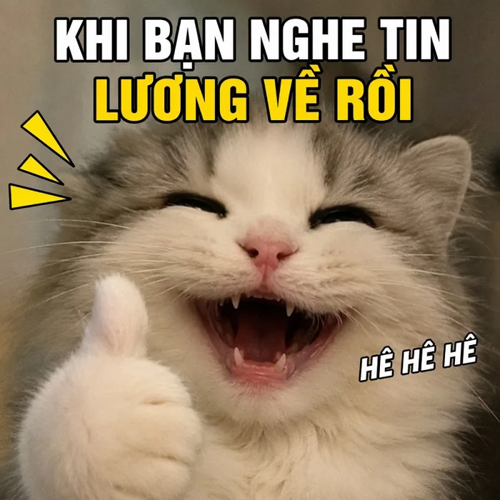 168+ Meme Mèo Cười nhe răng cười đểu nhìn là cười xỉu
