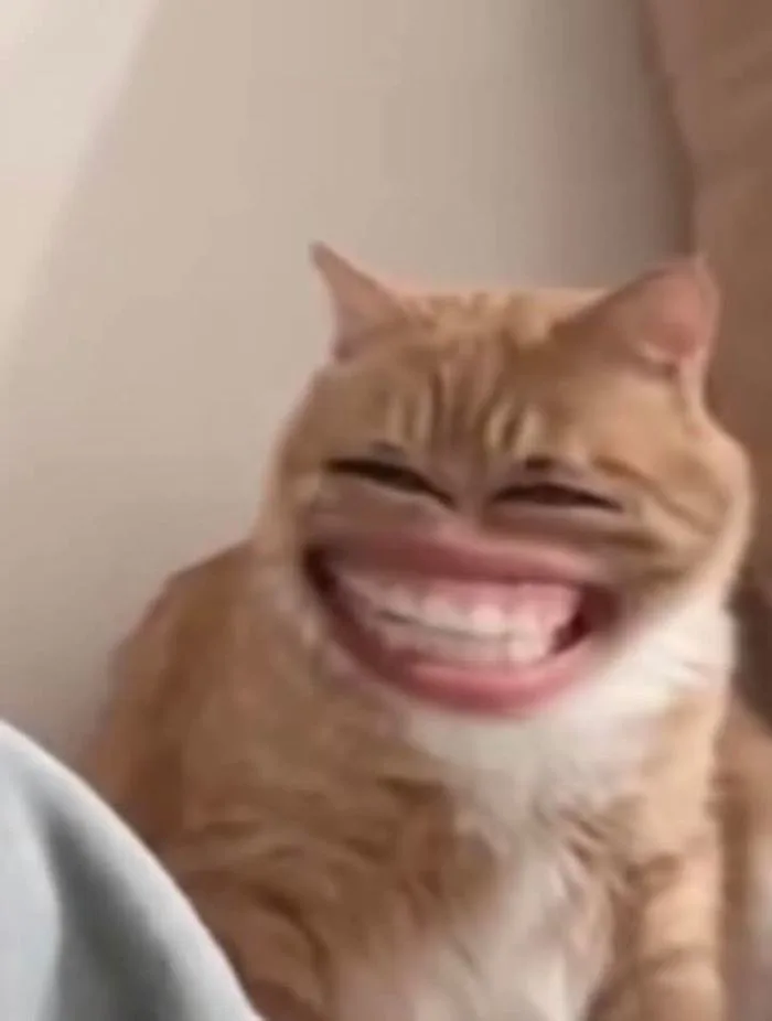 Mặt hài hước | Cười nhe răng, Cười haha, Meme mèo bựa