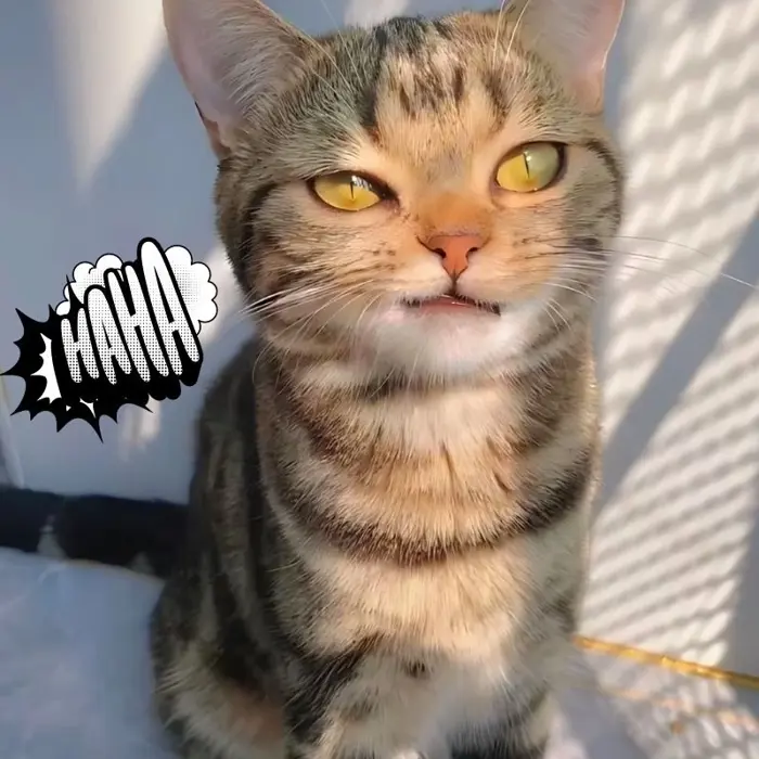 Tuyển chọn ảnh meme cười đểu chất nhất khiến bạn bật cười