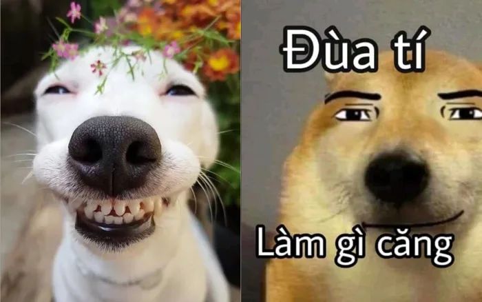 Tổng hợp 100+ ảnh meme cười đểu, hài hước đủ mọi sắc thái