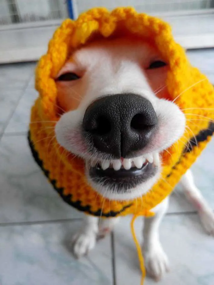 Tổng hợp meme cười đểu hài hước nhất