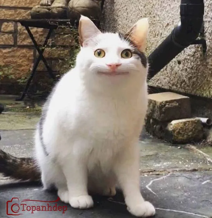 Tổng hợp 20+ meme cười đểu đầy hài hước của thế giới mạng – topanhdep.com