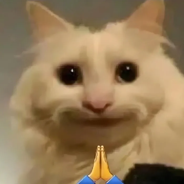 168+ Meme Mèo Cười nhe răng cười đểu nhìn là cười xỉu