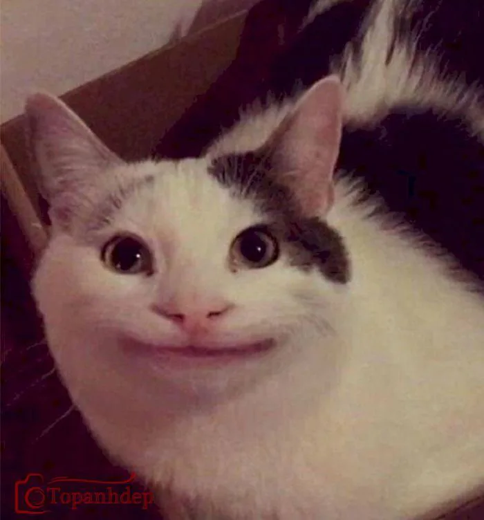 Tổng hợp 20+ meme cười đểu đầy hài hước của thế giới mạng – topanhdep.com