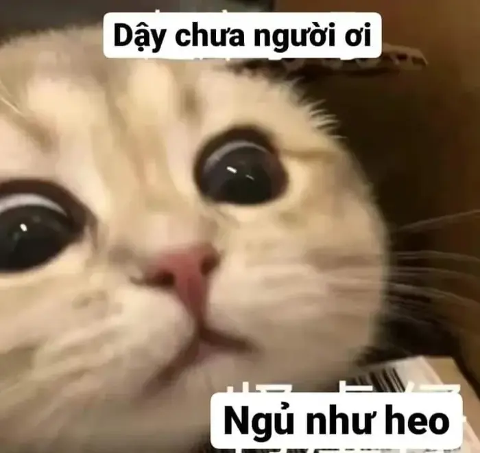 Tải ngay ảnh cute meme để làm nền điện thoại cực cool