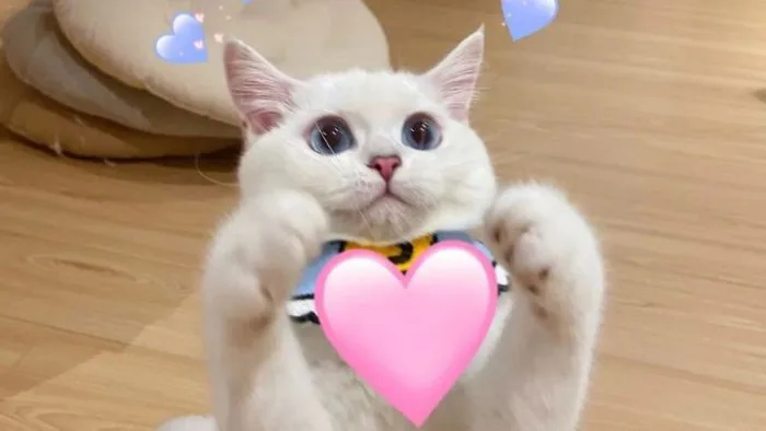100+ ảnh meme hài hước, vui nhộn “trend” hiện nay