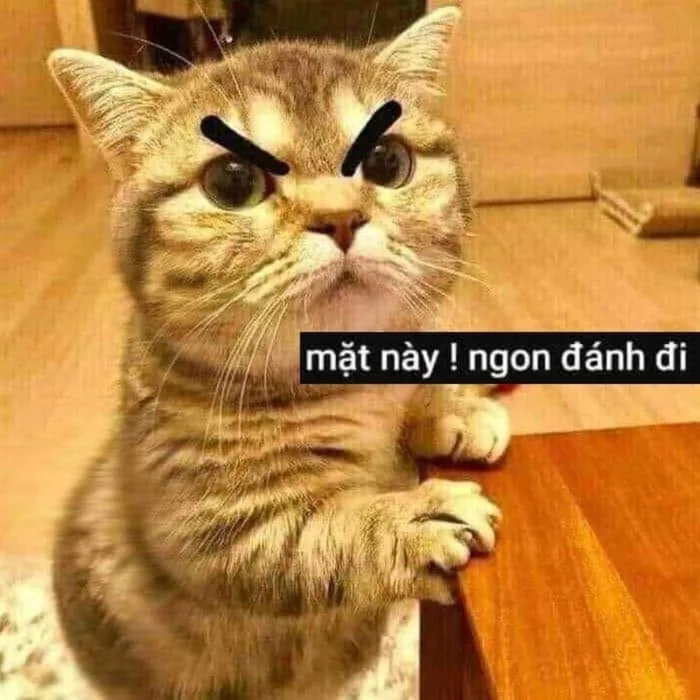 Bộ sưu tập meme đánh nhau, meme mèo đánh nhau hài hước, vui nhộn Bộ sưu tập meme đánh nhau, meme mèo đánh nhau hài hước, vui nhộn