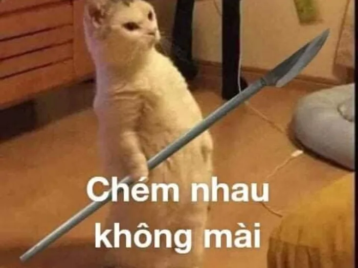 Bộ sưu tập meme đánh nhau, meme mèo đánh nhau hài hước, vui nhộn Bộ sưu tập meme đánh nhau, meme mèo đánh nhau hài hước, vui nhộn