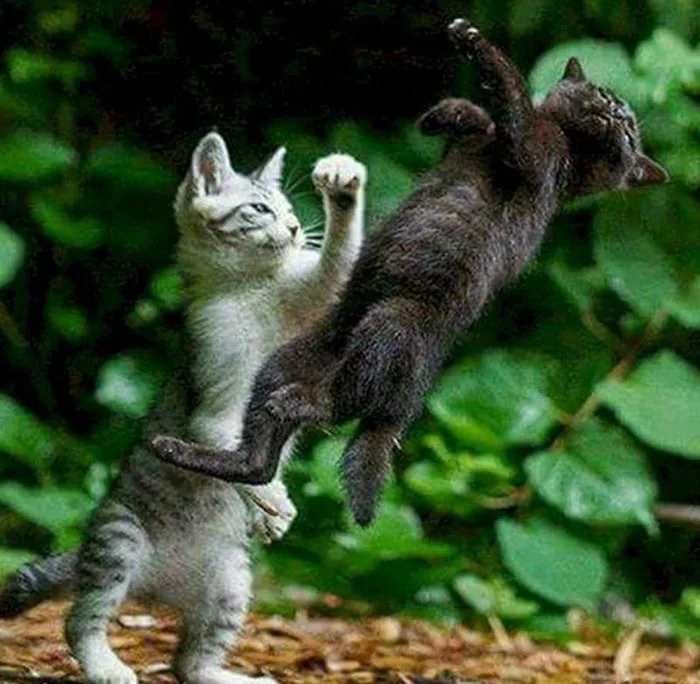 Trọn Bộ Sưu Tập 99+ Meme Đánh Nhau Hóm Hỉnh, Vui Nhộn, Cười Chảy Nước Mắt Trọn Bộ Sưu Tập 99+ Meme Đánh Nhau Hóm Hỉnh, Vui Nhộn, Cười Chảy Nước Mắt