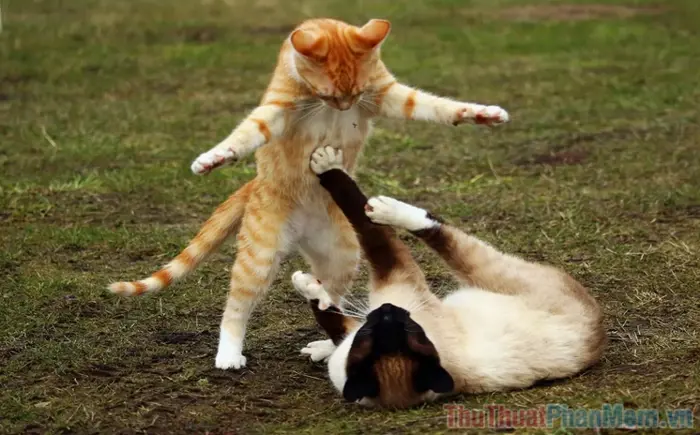 988+ Meme Đánh Nhau Hài Hước Nhất: Cười Nghiêng Ngả Cùng Biểu Cảm Bá Đạo 988+ Meme Đánh Nhau Hài Hước Nhất: Cười Nghiêng Ngả Cùng Biểu Cảm Bá Đạo