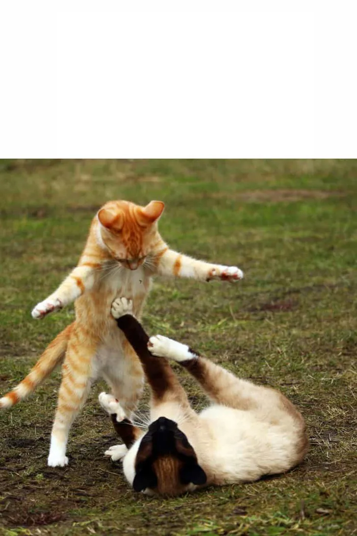 Tổng hợp meme đánh nhau vui vẻ, hài hước Tổng hợp meme đánh nhau vui vẻ, hài hước