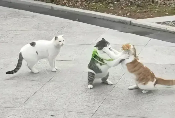 50+ Meme Mèo Đánh Nhau, khoảnh khắc động vật đối đầu hài hước, đáng yêu 50+ Meme Mèo Đánh Nhau, khoảnh khắc động vật đối đầu hài hước, đáng yêu