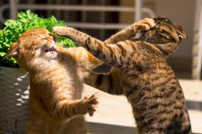 Bộ sưu tập meme đánh nhau, meme mèo đánh nhau hài hước, vui nhộn Bộ sưu tập meme đánh nhau, meme mèo đánh nhau hài hước, vui nhộn
