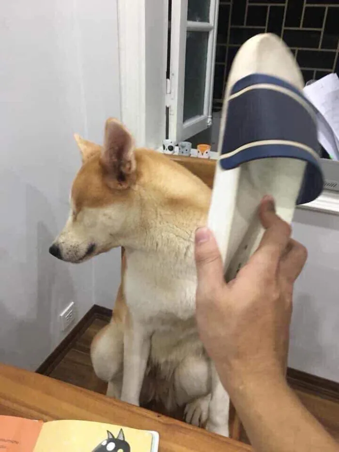 Tổng hợp meme đánh nhau vui vẻ, hài hước Tổng hợp meme đánh nhau vui vẻ, hài hước